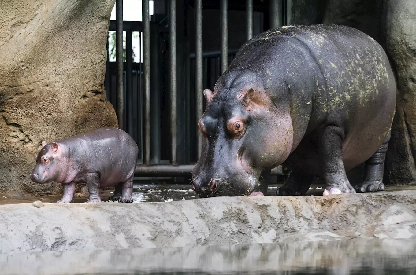 Populární pár hrochů obojživelných v pražské zoo přivedl na svět své třetí mládě