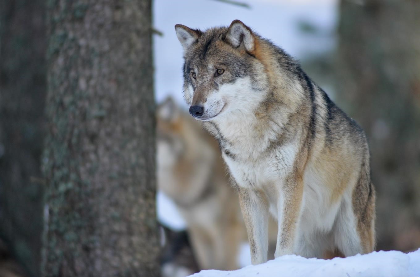Vlk – náš staronový soused