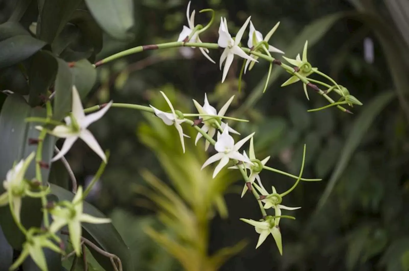 Ve skleníku Fata Morgana vykvetla po dlouhé době vzácná orchidej 