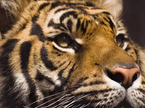 V Zoo Praha se narodil kriticky ohrožený tygr