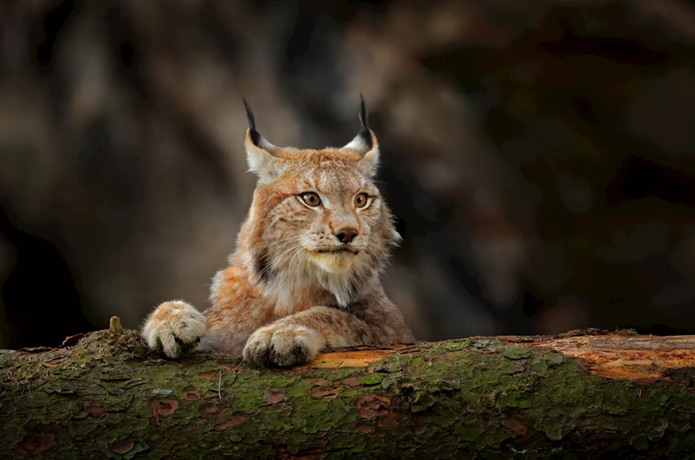 Světový den divoké přírody: víte, jaká zvířata obývají českou divočinu?