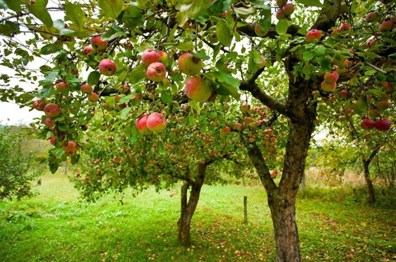 Prohlídka sadů a ochutnávka ovoce v Ostroměři na Hořicku