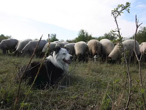 Pastva ovcí a koz s ovcáckým psem