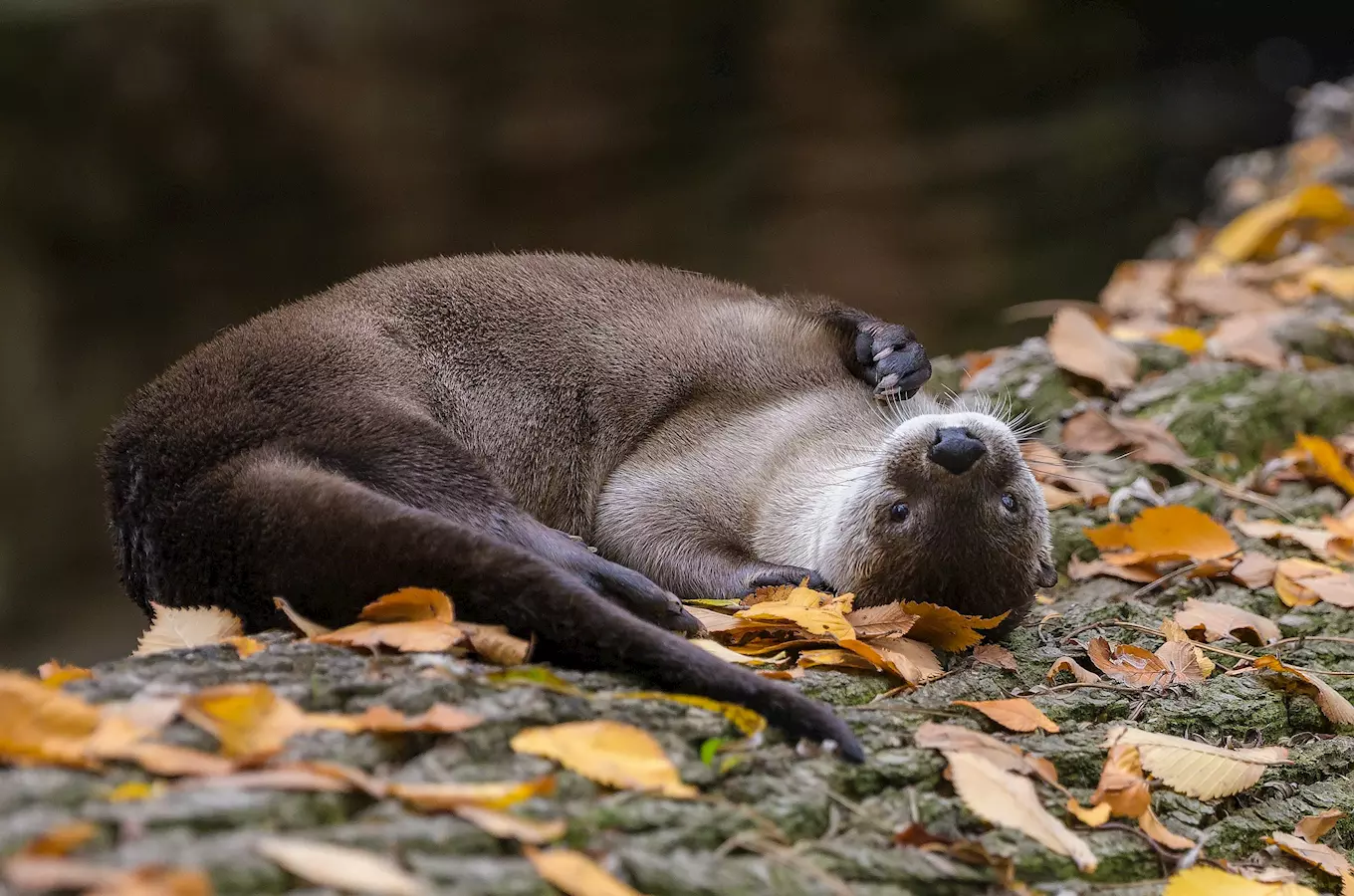 Podzim v Zoo Praha: Zvířata v listí i v bazénu