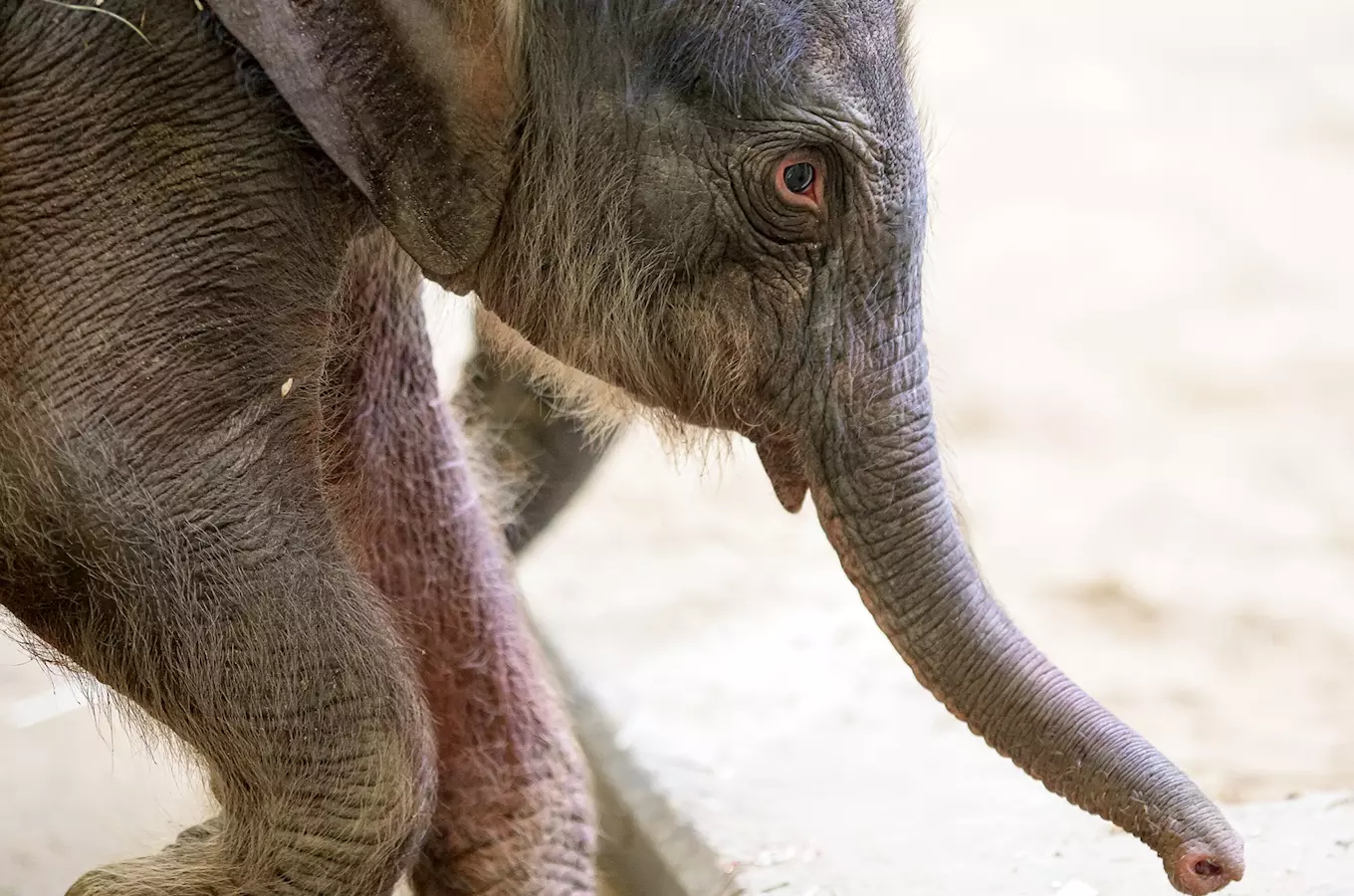 Zoo Praha se raduje! Dnes brzy ráno se narodilo slůně slonici Tamaře