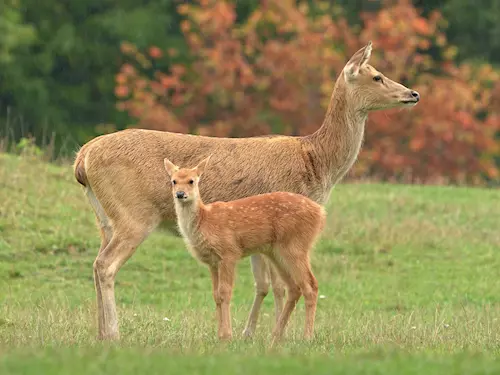 V ostravské zoo uvidíte mláďata vzácných jelenů barasinga