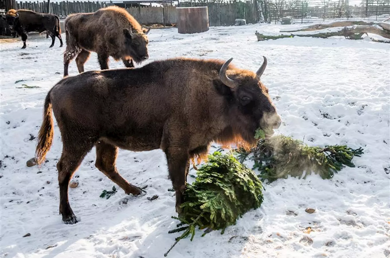 Vánoce v zoo – užijte si zábavu až do Silvestra se zvířátky