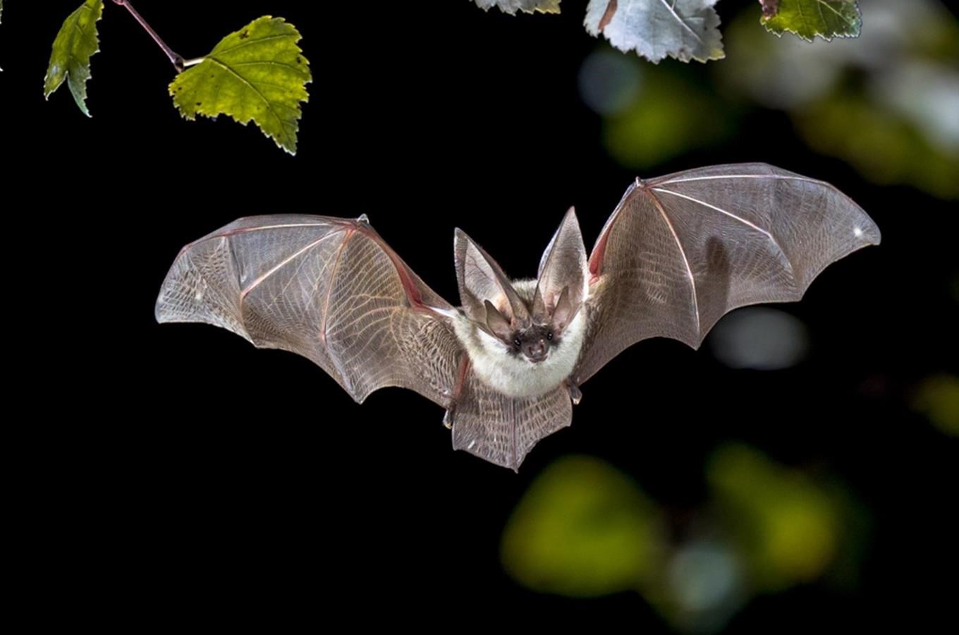 Prohlédněte si netopýry z blízka na Evropské netopýří noci