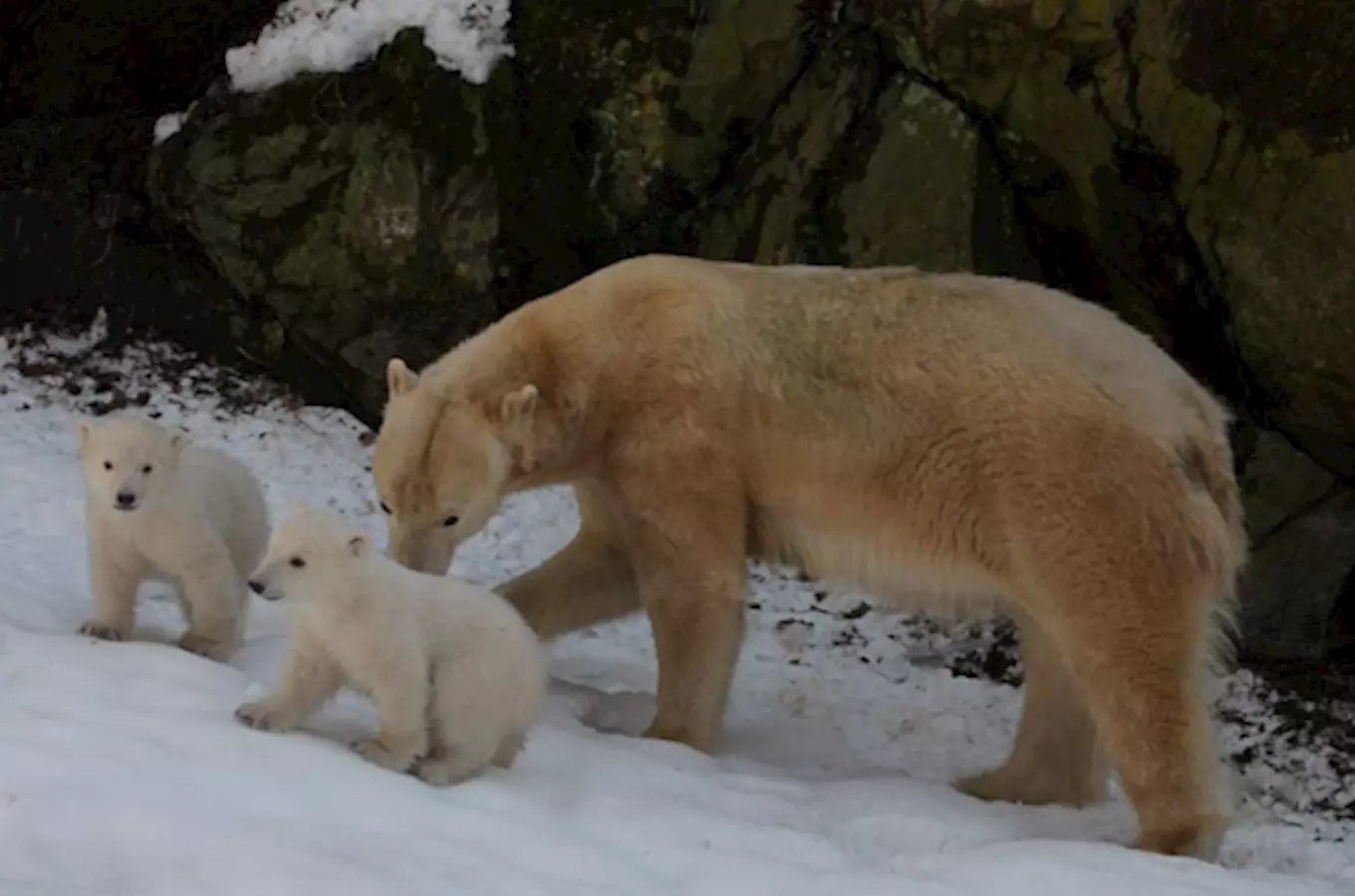 Nejnovějším přírůstkem brněnské zoo je mládě ledního medvěda
