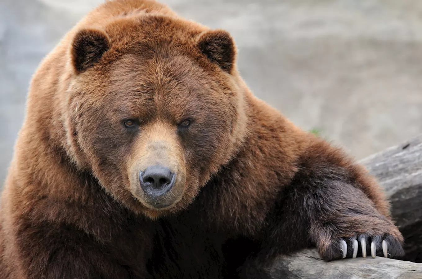 Medvědi grizzly si v děčínské zoo přes zimu užívají klidový režim