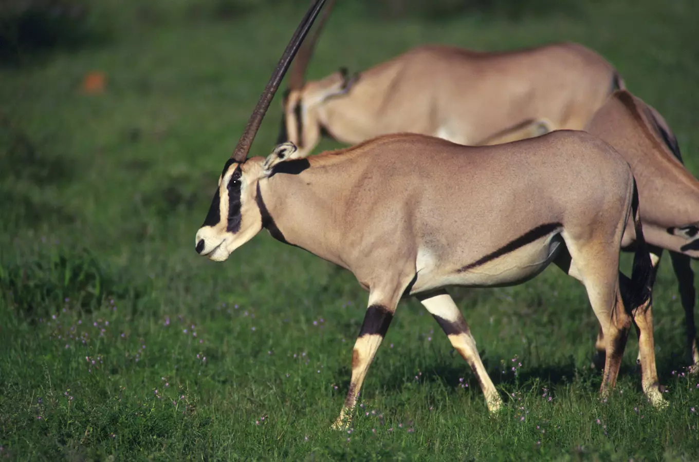 Olomoucká zoo otevřela africké safari, zve na oryxy a žirafy