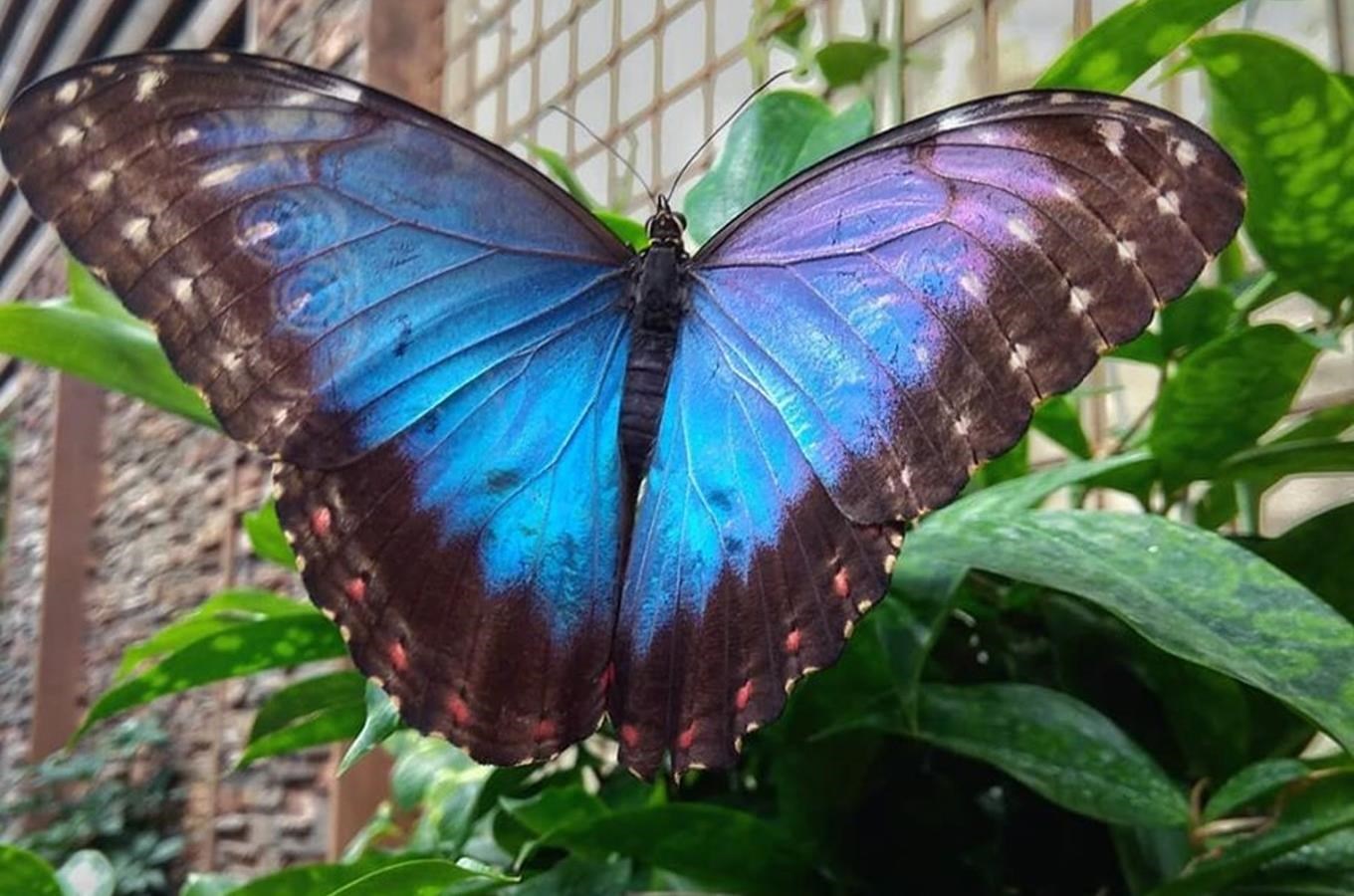 Papilonia v Brně – objevte kouzelný motýlí svět‎ – Kudy z nudy