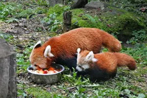 zoo jihlava panda červená