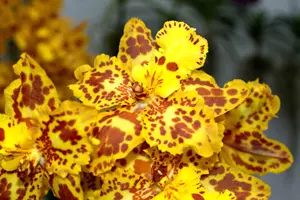 orchideje ekvádor