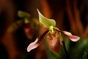 Orchidej botanická