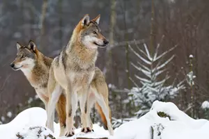 Vlci v zimě