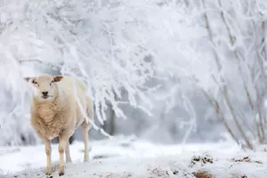 zima ovce